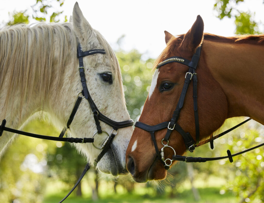 Puerto Plata horse riding tours 1